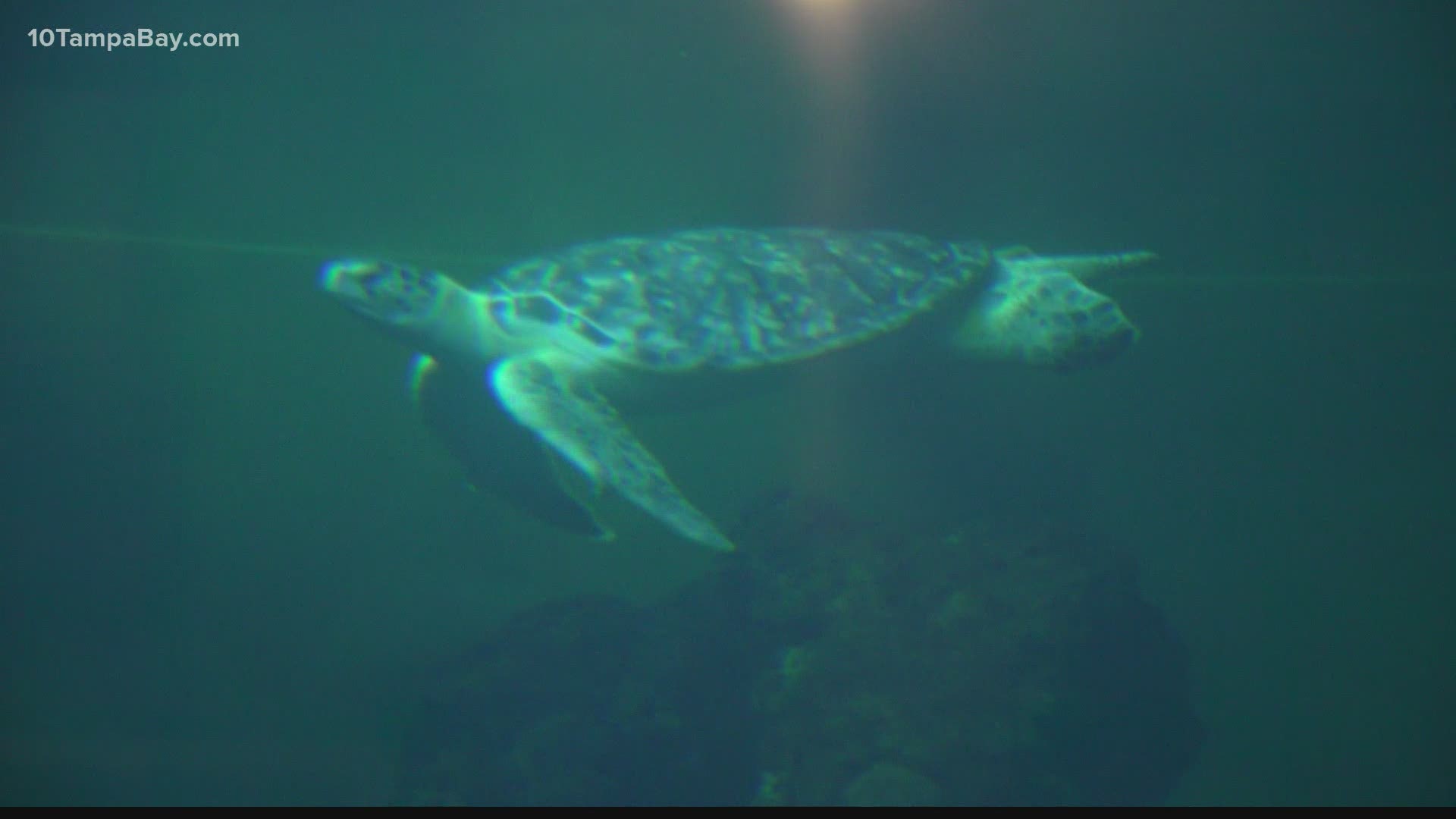 The new lights are designed to limit the artificial glare that disorients sea turtle hatchlings trying to make their way to the water.