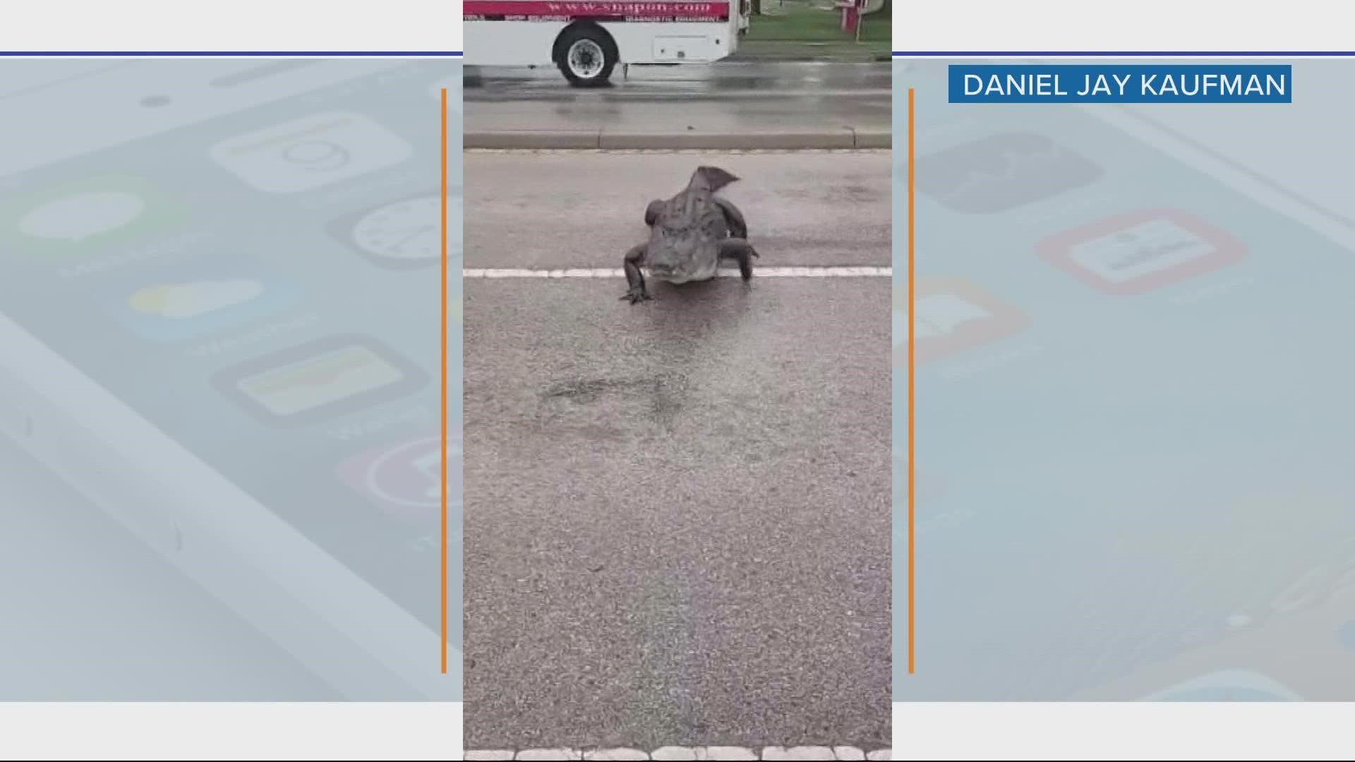 The driver says the gator looked like it was 10 feet long.