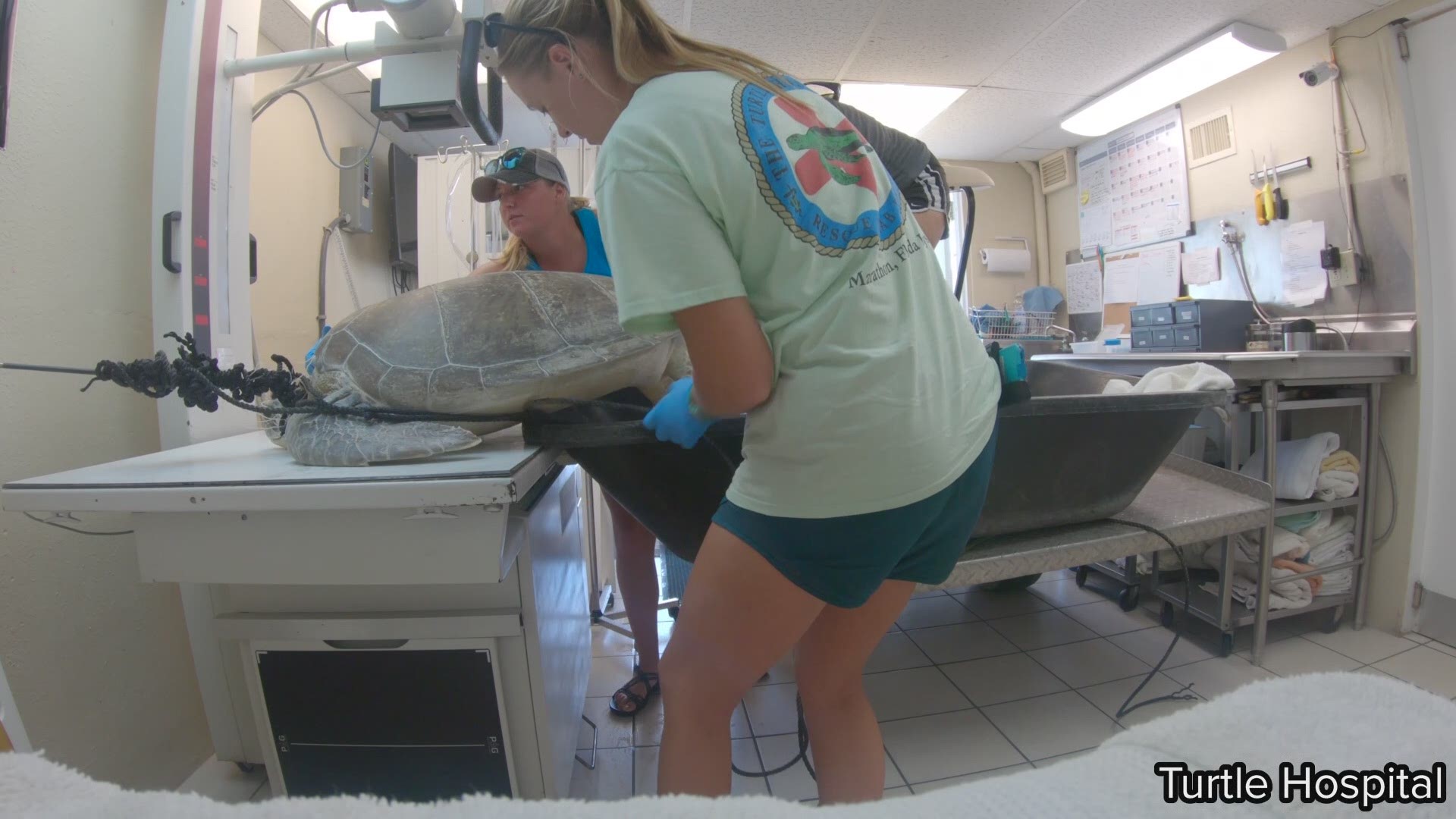A 150-pound green sea turtle was found Saturday shot in the neck with a spear off Key Largo. 

The Turtle Hospital in the Florida Keys said this was the second sea turtle found this summer impaled with a spear. The first was found dead in June in Biscayne National Park. 

Now, authorities are looking for those responsible for injuring the green sea turtle named "Splinter."