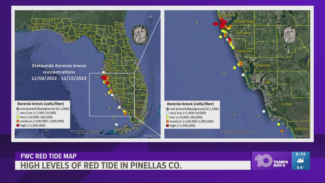 High levels of red tide reported in Pinellas County