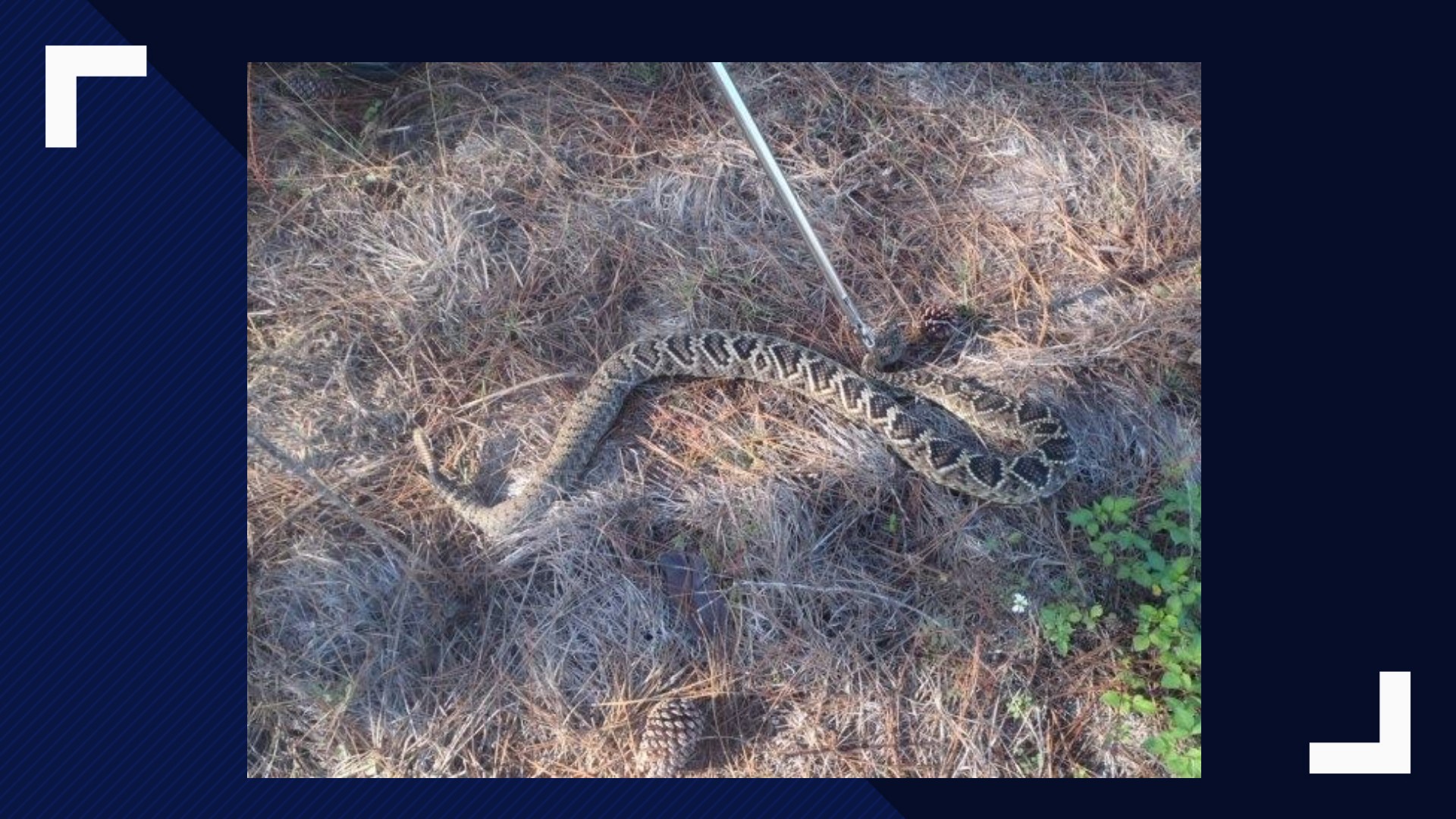 Deputies Remove Large Rattlesnake From Backyard In Dunedin | Wtsp.com