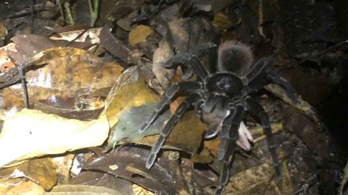 Gas Prices Tampa >> Spider vs. opossum: Researchers capture bizarre scene ... Gas Prices Tampa >> Spider vs. opossum: Researchers capture bizarre scene ...