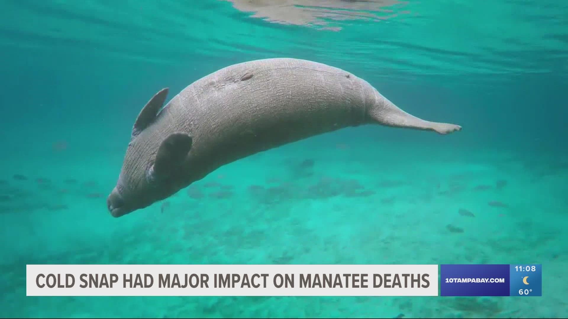 In 2022, officials say 783 manatee deaths have been confirmed through Dec. 23 from all causes, including boat strikes.