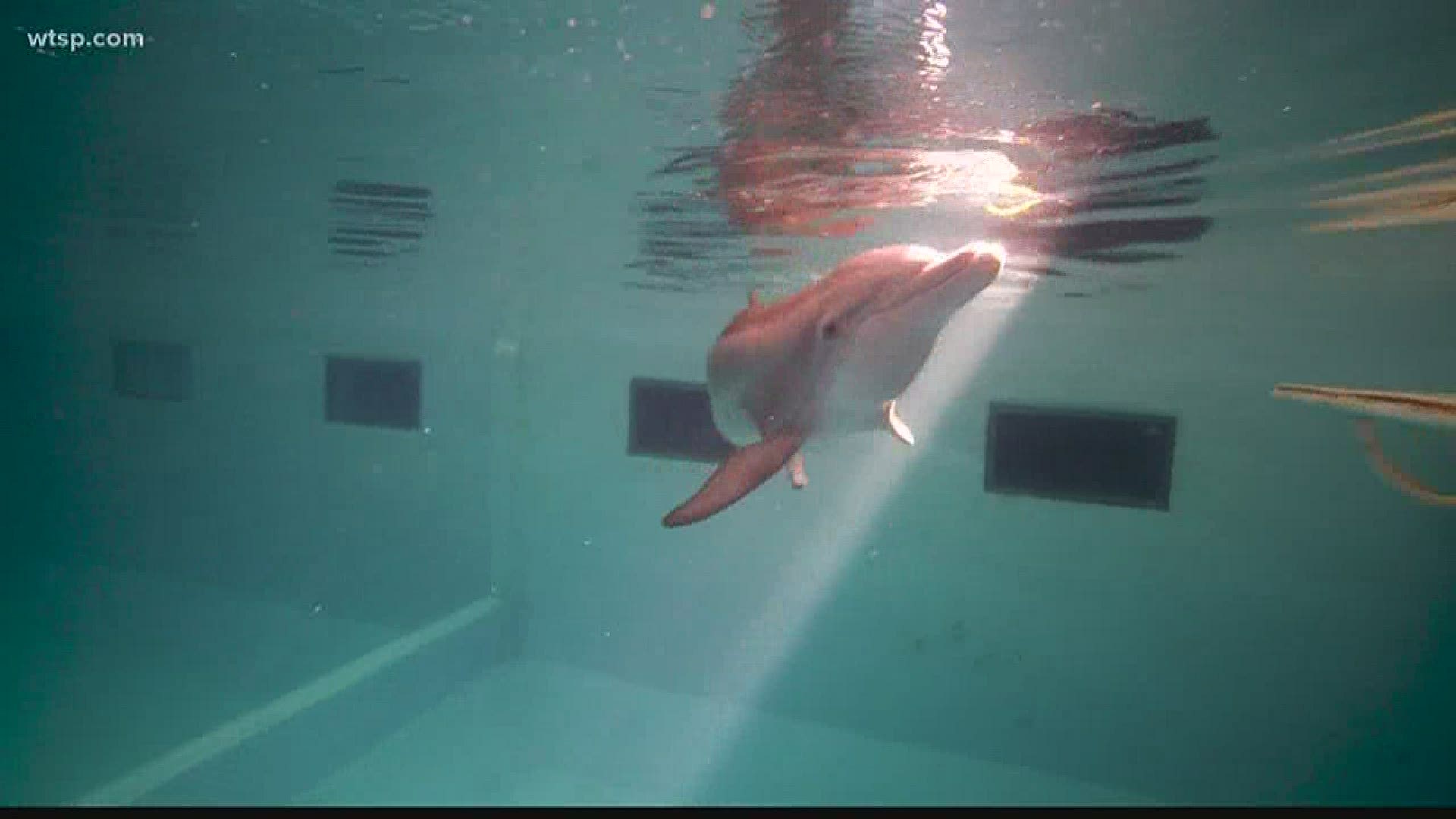 For us humans, there’s plenty of stress and concern about coronavirus right now. But inside the Clearwater Marine Aquarium, life for rescued animals continues.