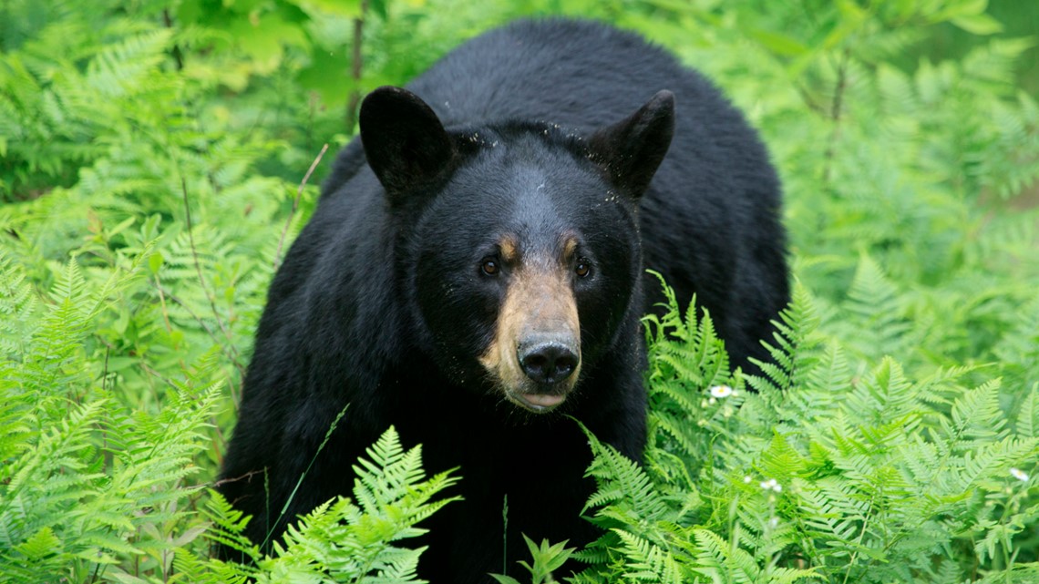 Florida zoo raising orphaned black bear cub