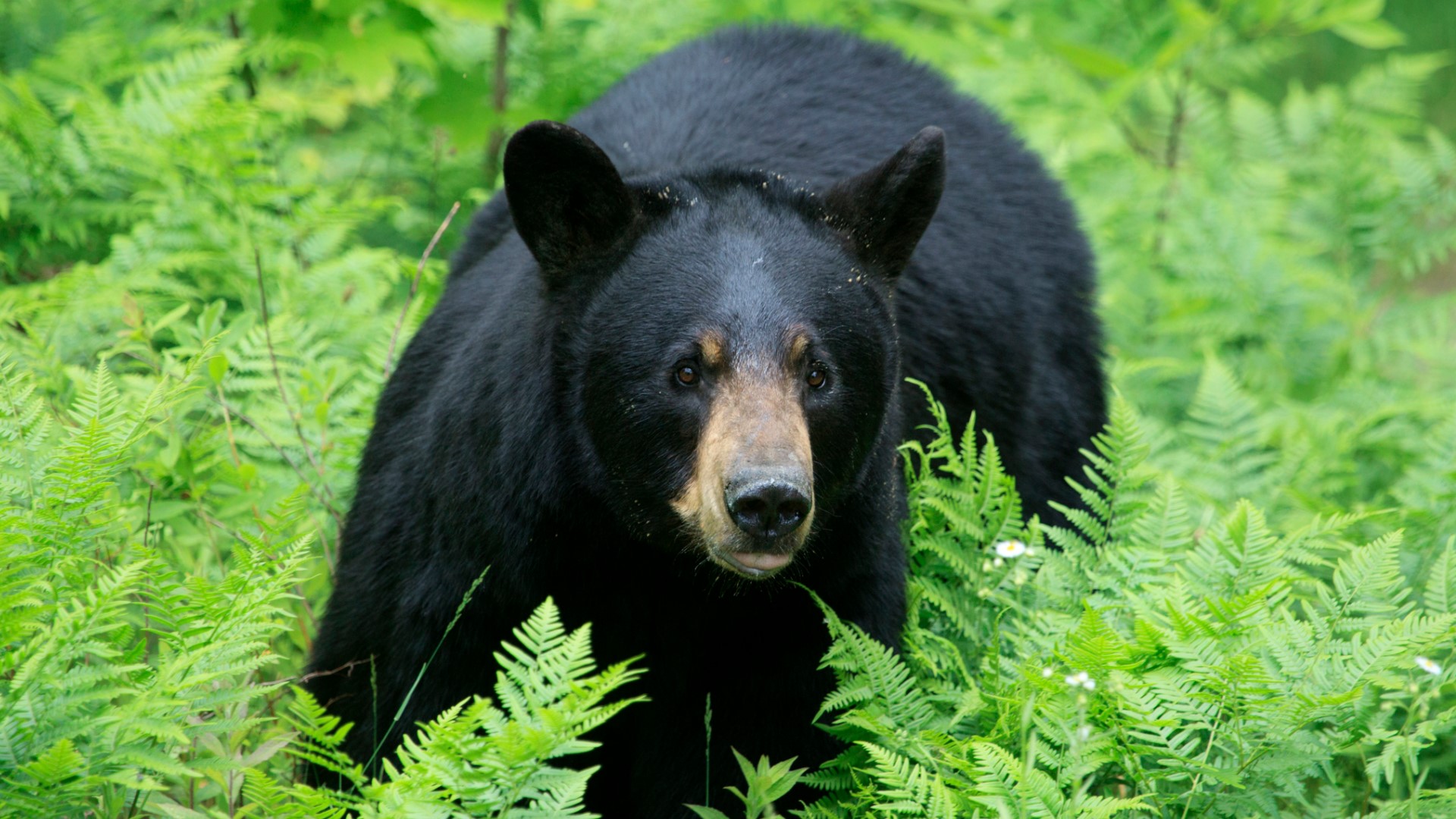 Wildlife officials: Black bear kills dog in Florida back yard | wtsp.com