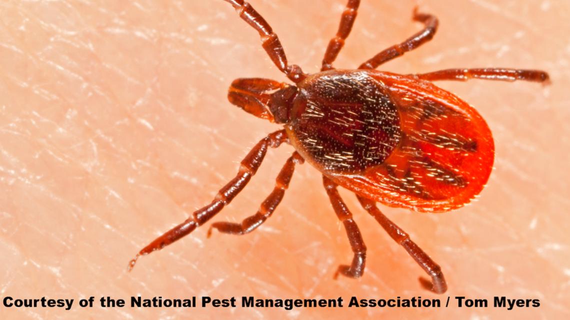 What you need to know about ticks in Florida