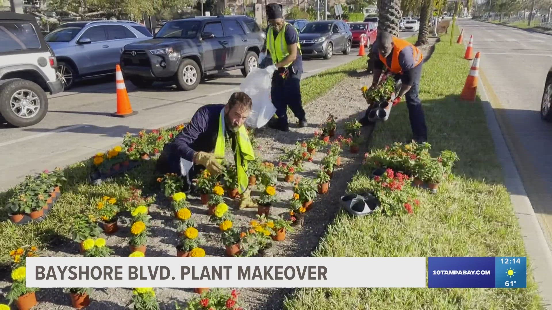 This is the largest replanting since 2018.