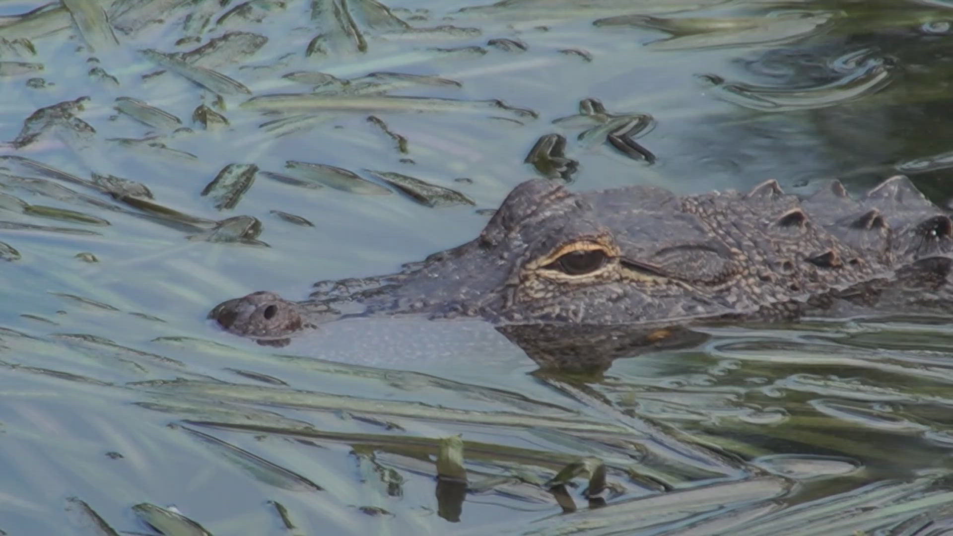 Under Florida law, Mr. Pickles could be classified as a "nuisance alligator."