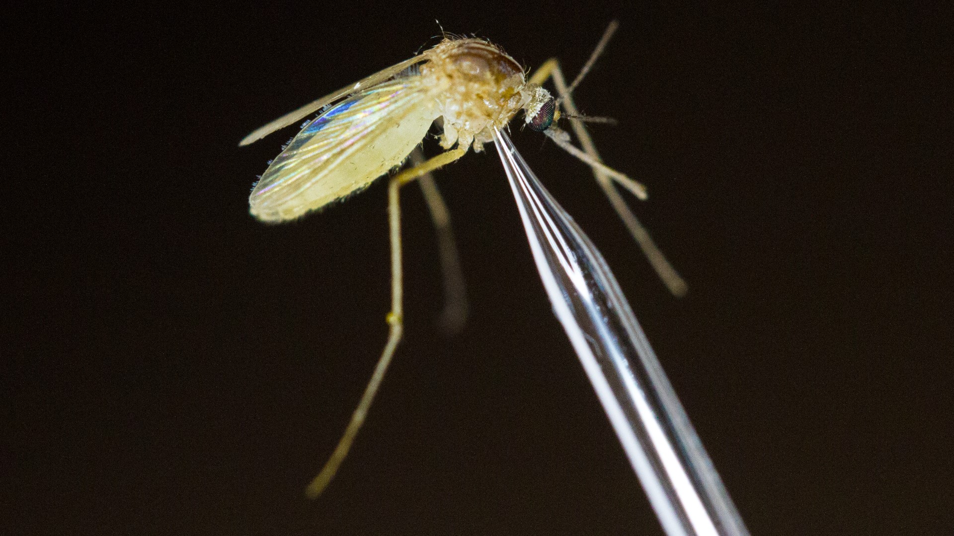Climate change may make mosquitoes year-long problems | wtsp.com