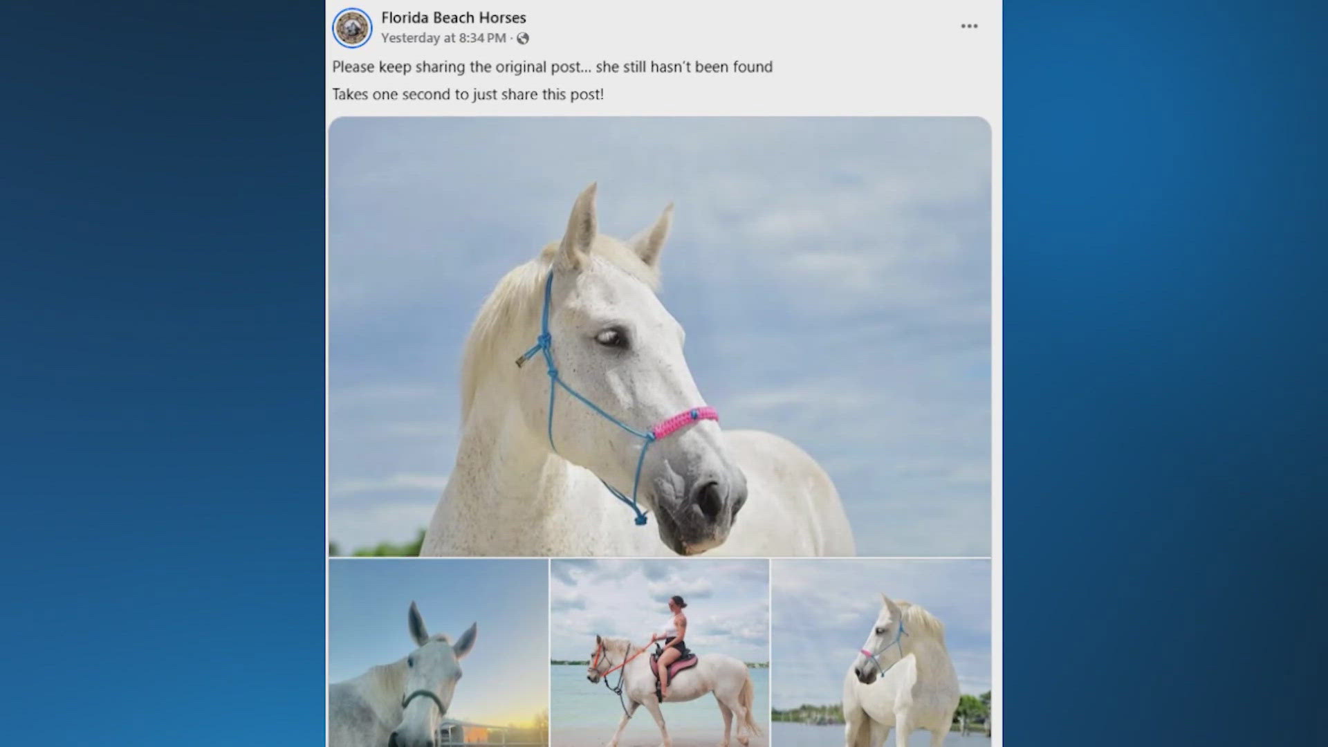 A 16-year-old horse named Cloud is missing but owners see no signs of a break-in. 