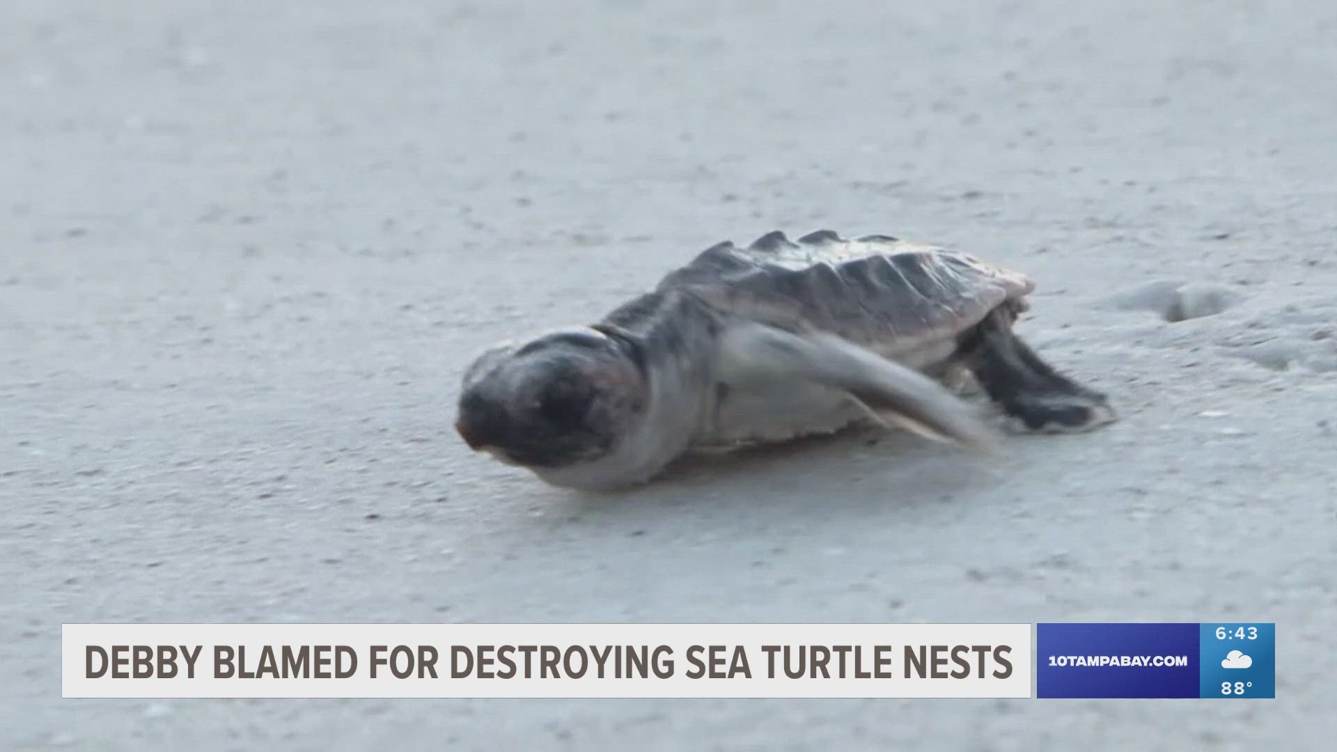 That damage includes places like Pass-a-Grille beach, where there has been a record number of turtle nests this season.