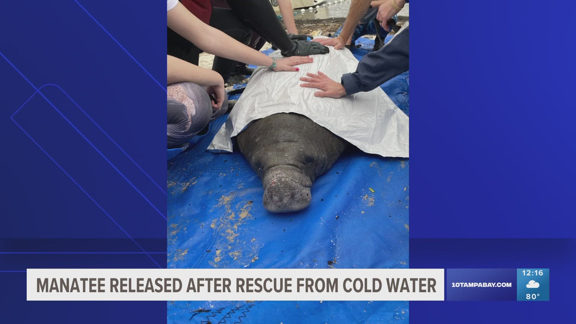 The manatee was stranded and seriously hurt from the cold water. After some care and rehabilitation, it's been released into warmer waters.