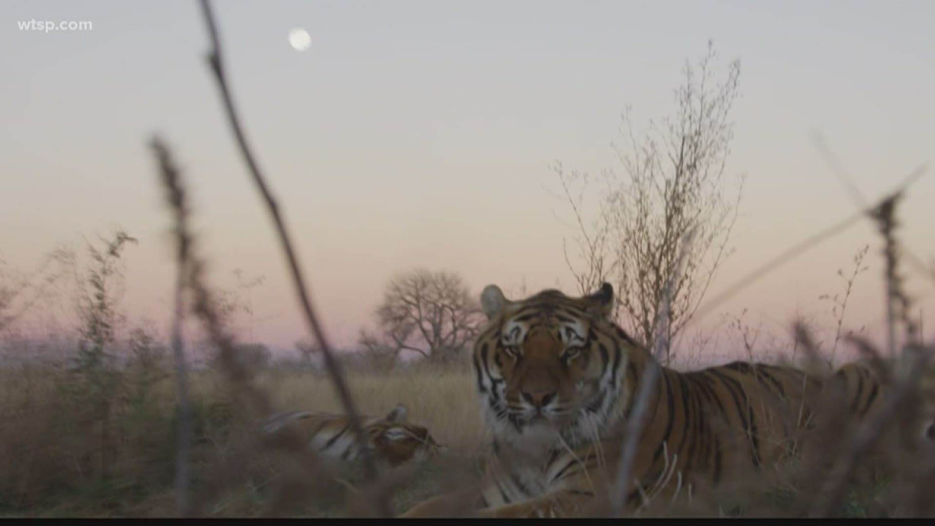 Thirty-nine of the rescued tigers featured in the Netflix hit “Tiger King” are now free to roam in Colorado. But, the facility is struggling amid the pandemic.