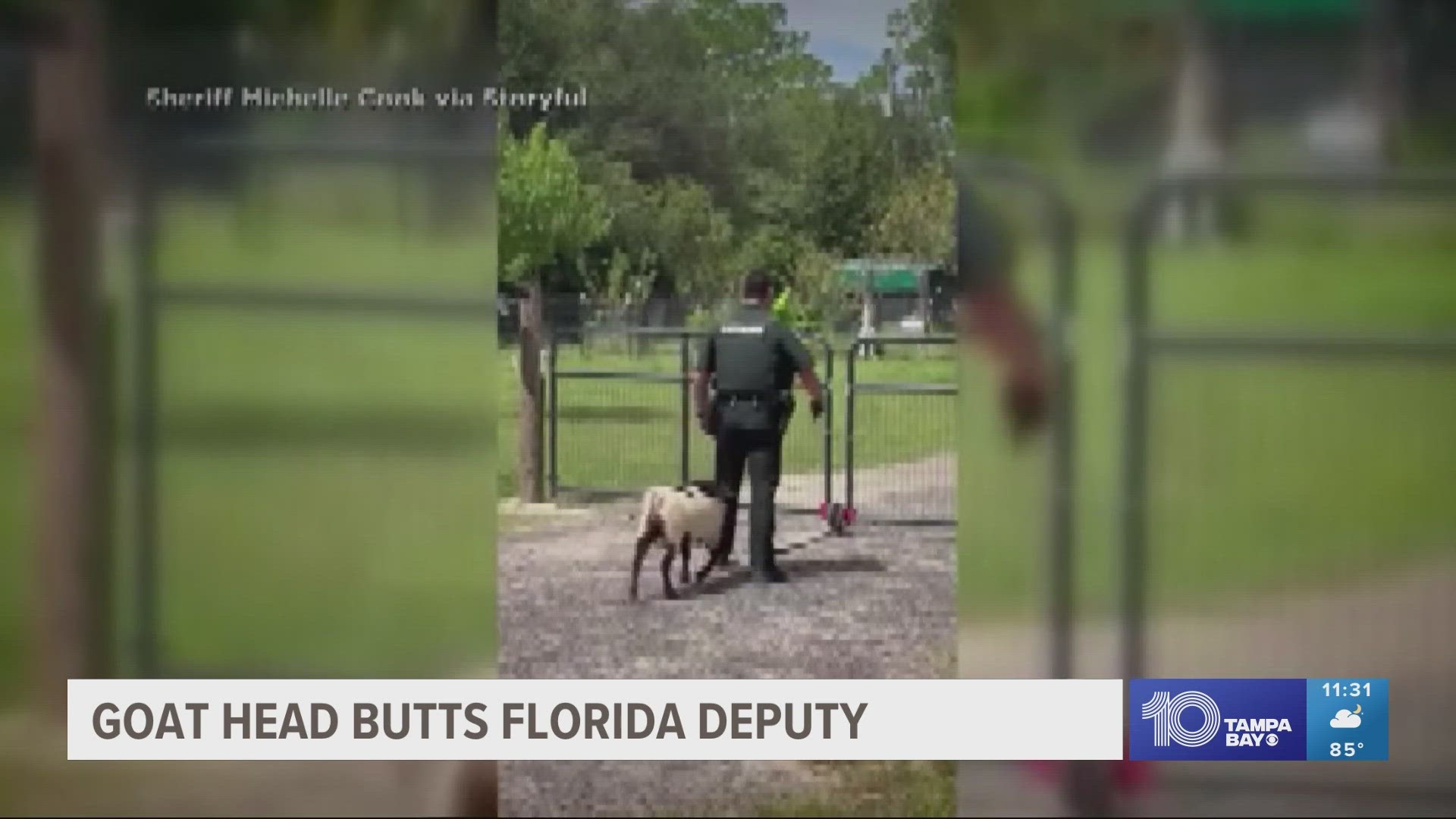 In the video, the deputy can be heard saying, "Ouch," as the goat head-butts him on his backside, but then laughs it off.
