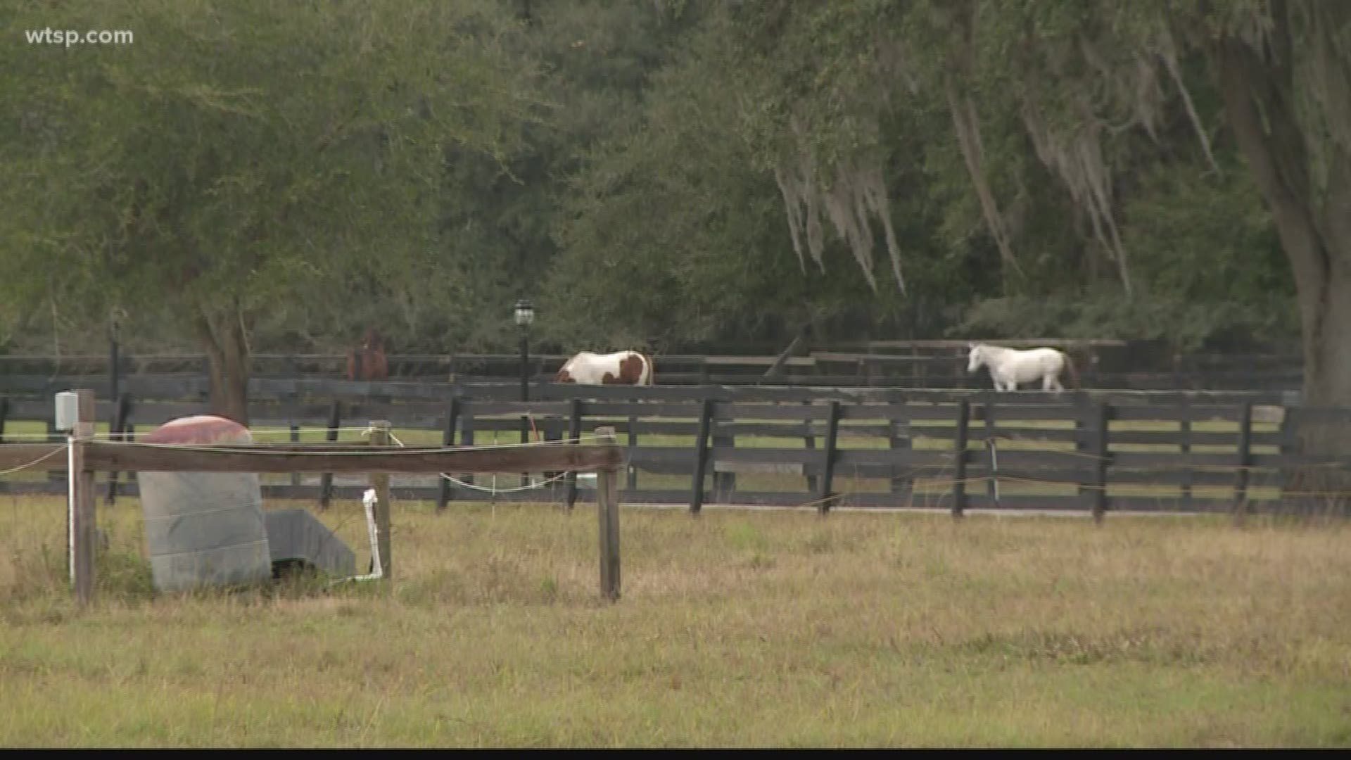 One woman is installing cameras and motion lights after catching a stranger taking pictures of horses in the Plant City area. https://bit.ly/2S4Jod4