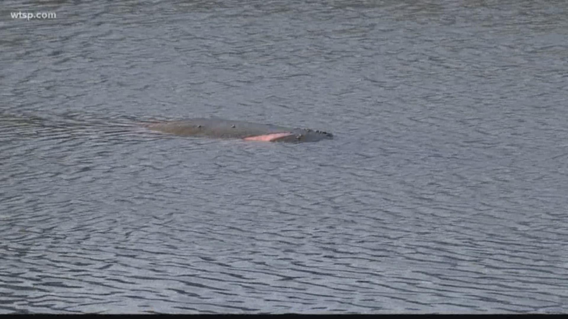 FWC and Clearwater Marine Aquarium say they have been monitoring the situation regarding a wounded manatee and her calf. https://on.wtsp.com/2mwBKKK