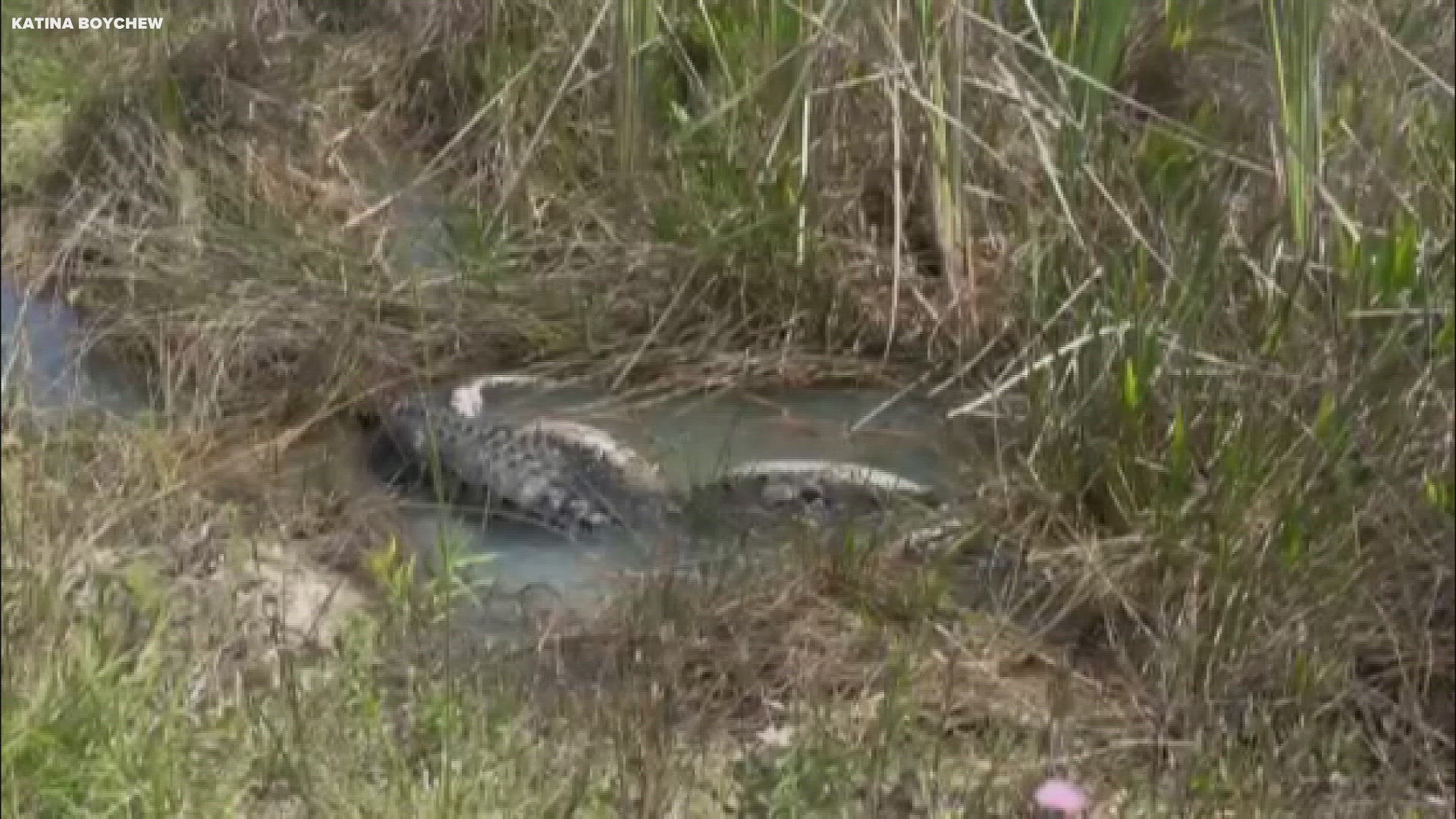 The gator munches on the snake's head a couple more times before the video cuts out.