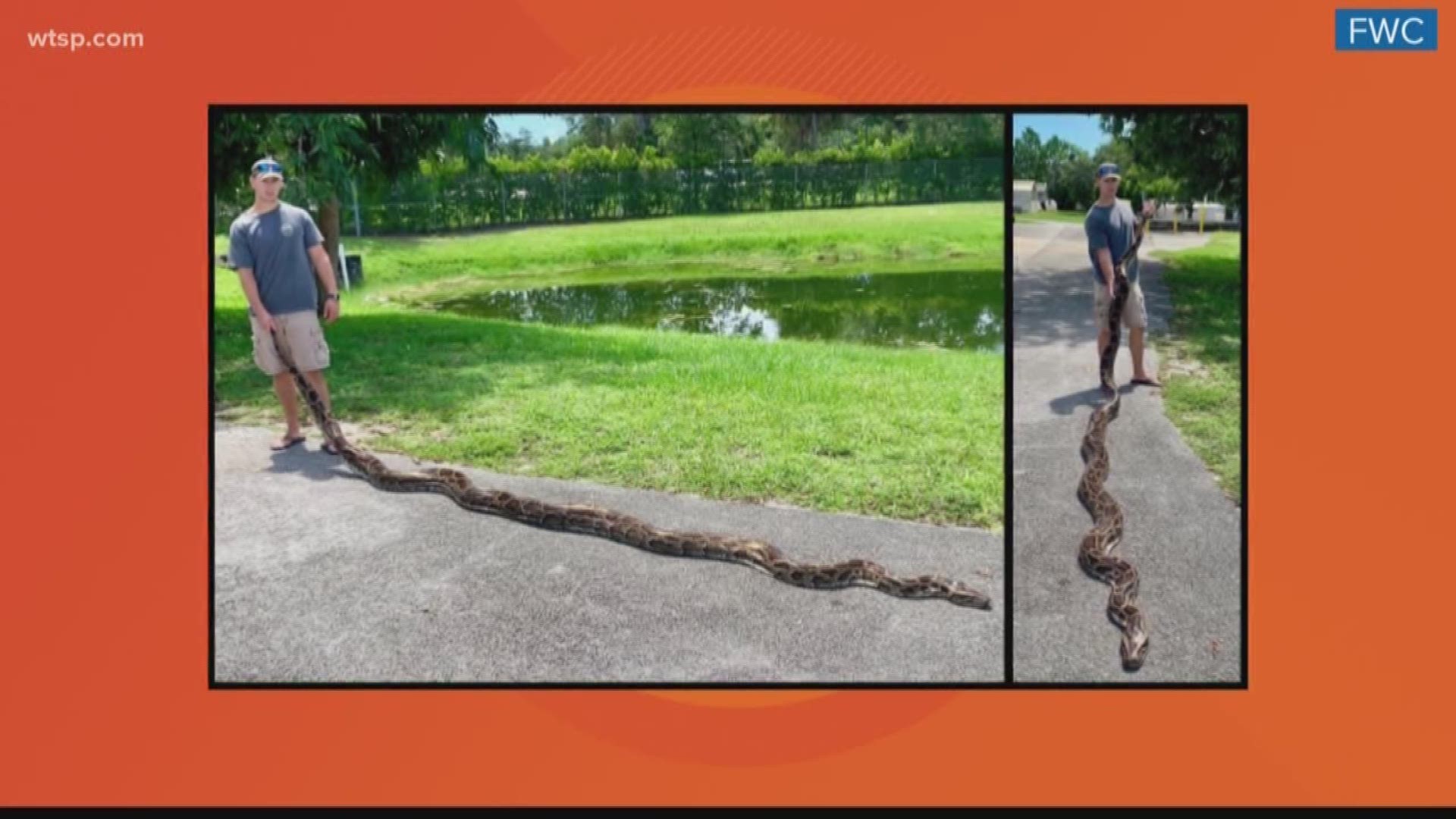 A nearly 18-foot python was captured recently in the Florida Everglades.