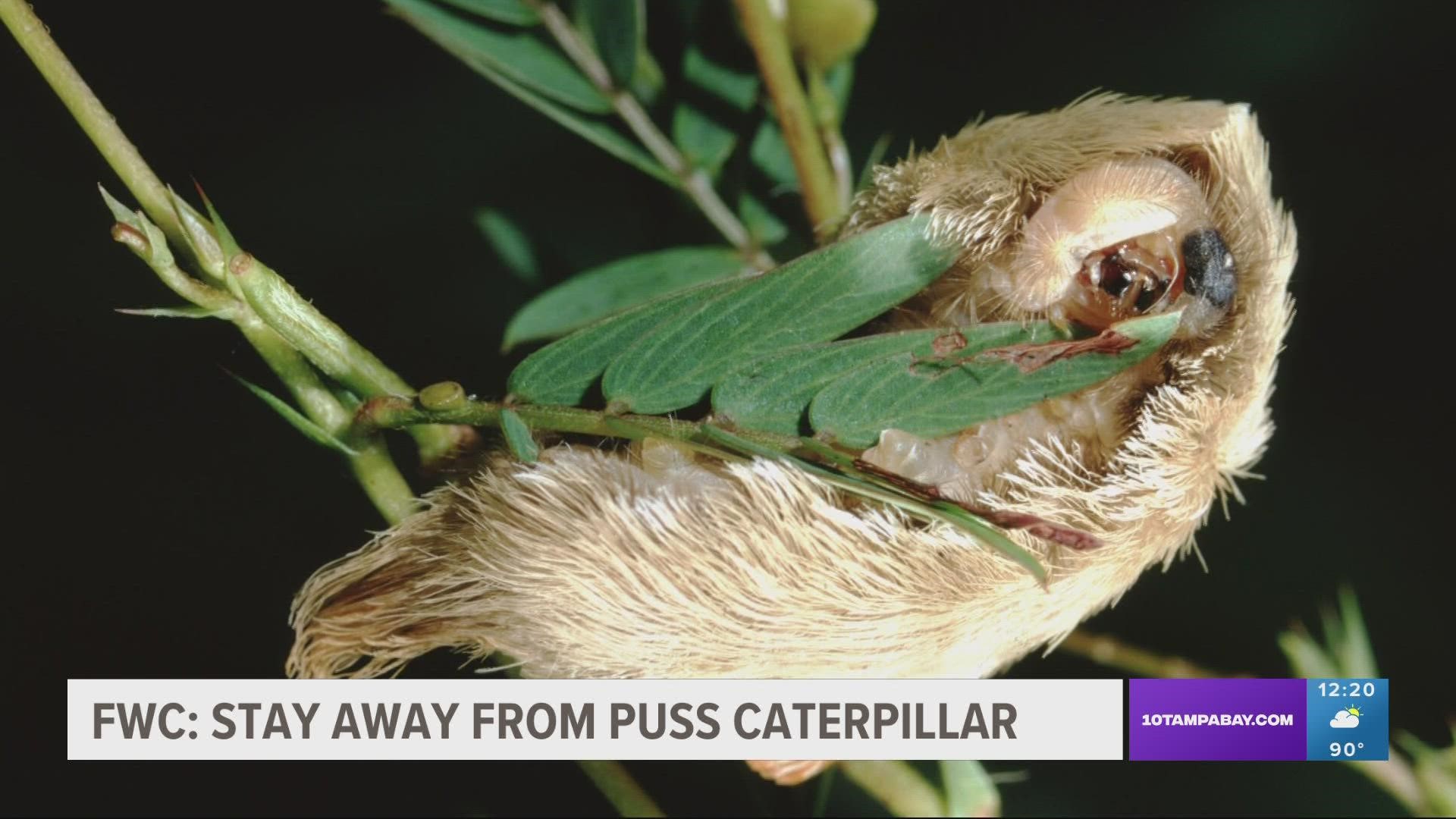 Florida puss caterpillar: How to say the venomous insect's name 