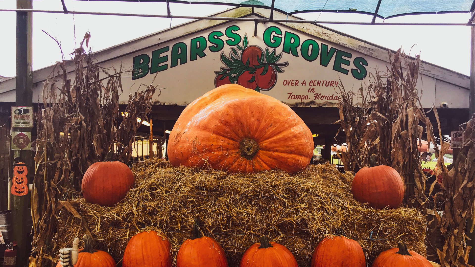 Tampa Bay pumpkin patches