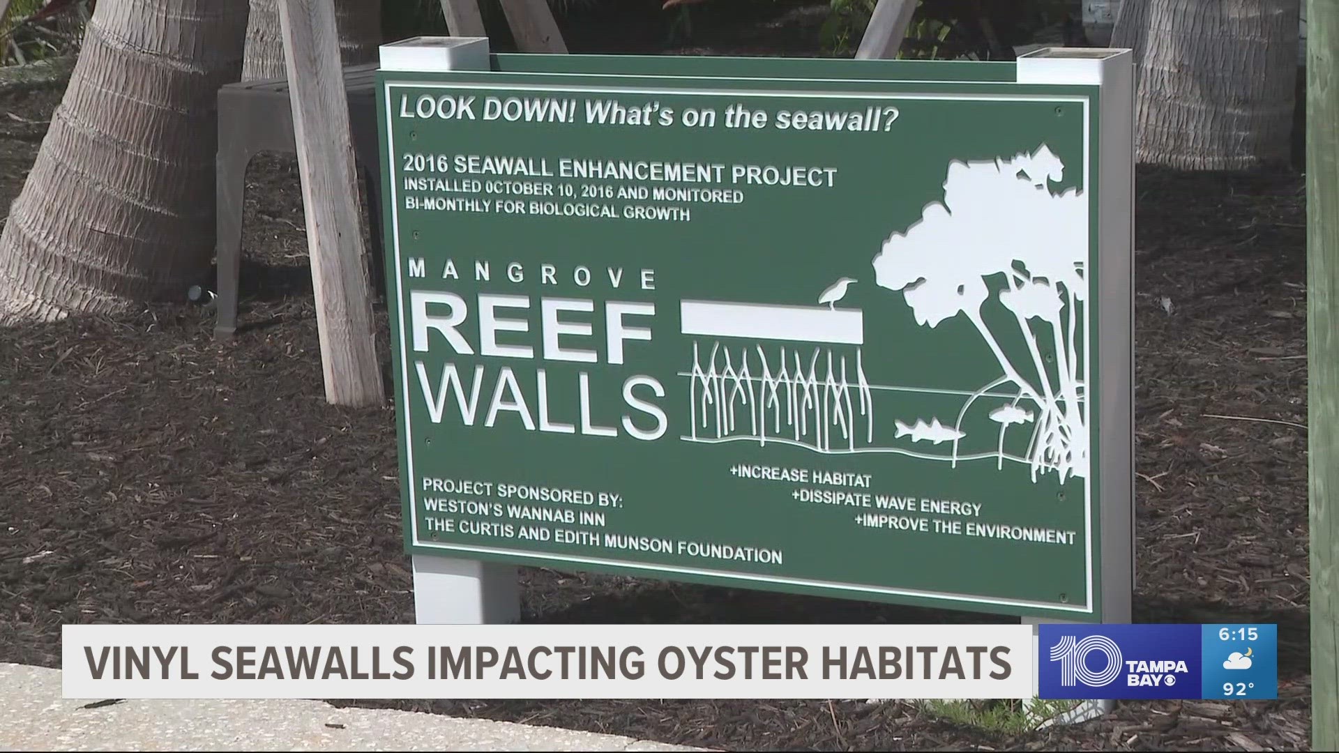 Scientists have observed oysters that are not attaching correctly to vinyl seawalls compared to concrete ones.