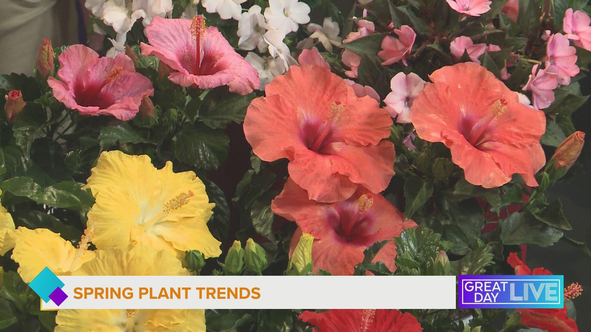Our GDL studio is in full bloom with Justin Hancock from Costa Farms showing us what’s trending this spring when it comes to plants.