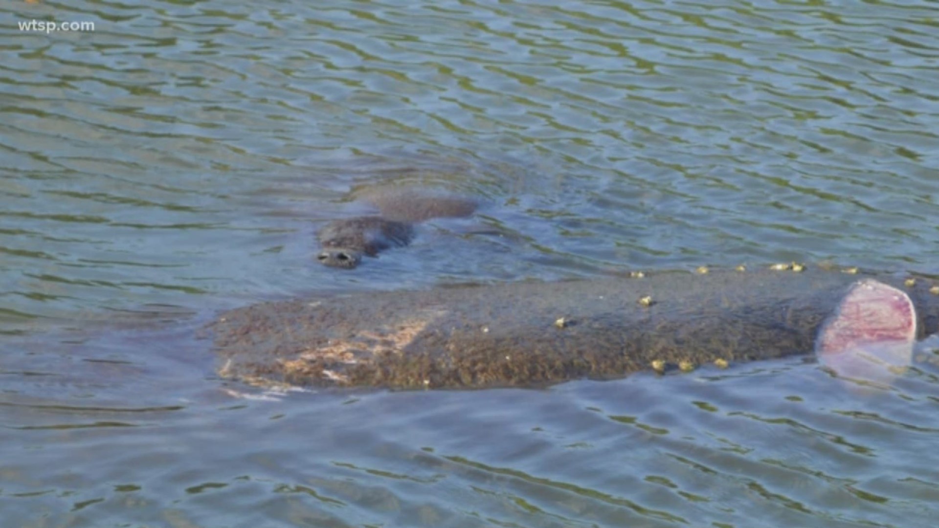 The FWC is monitoring the manatee's health until crews are able to get out and rescue her.