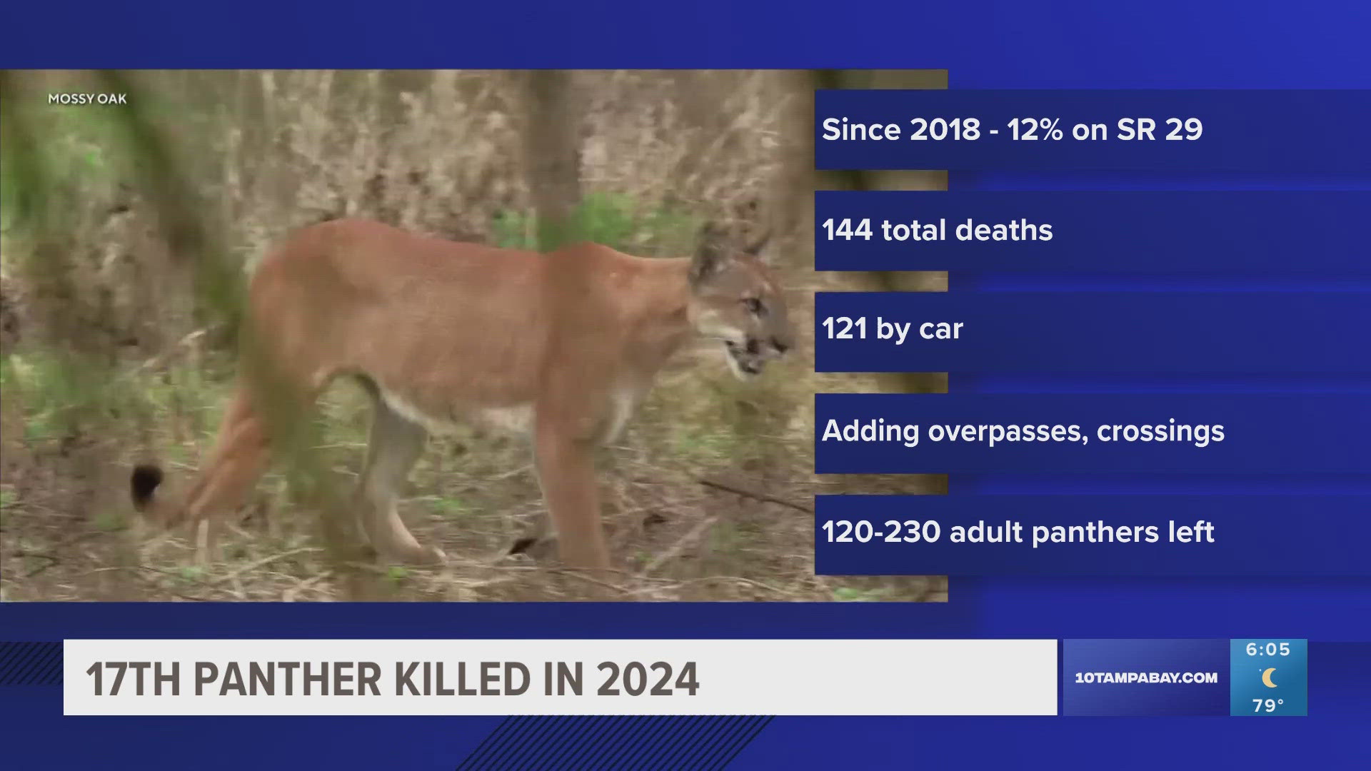 The panther was hit in South Florida marking the 17th death of the species in 2024.