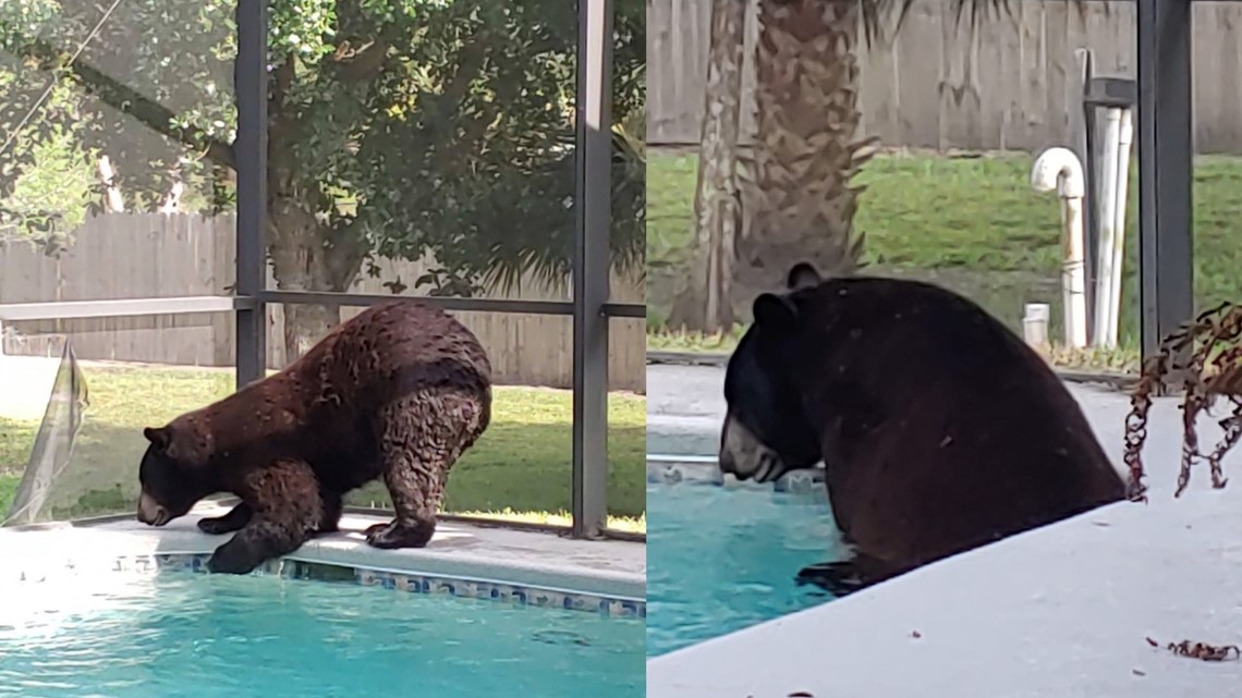 Bear sits in Naples, Florida pool