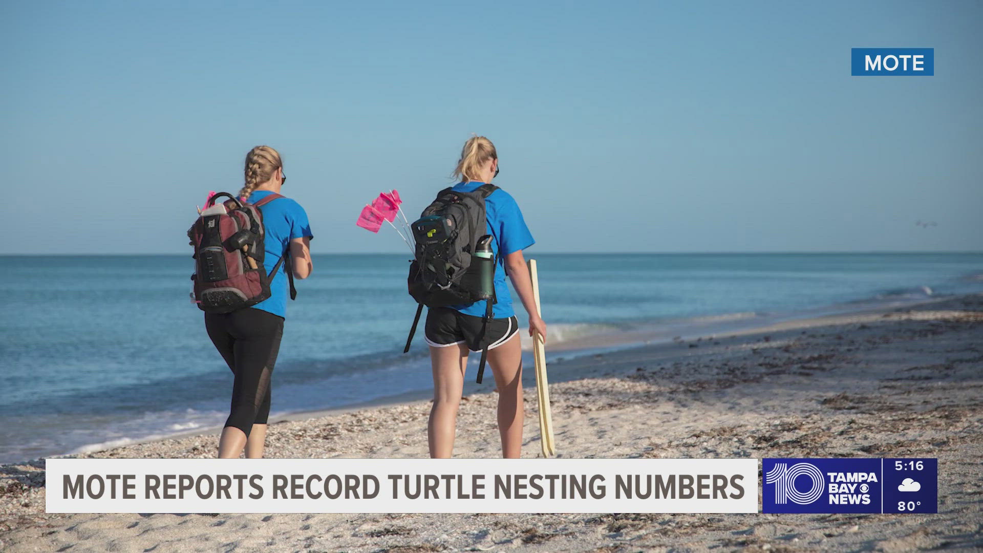 No hurricanes led to a historic sea turtle nesting for Sarasota beaches ...