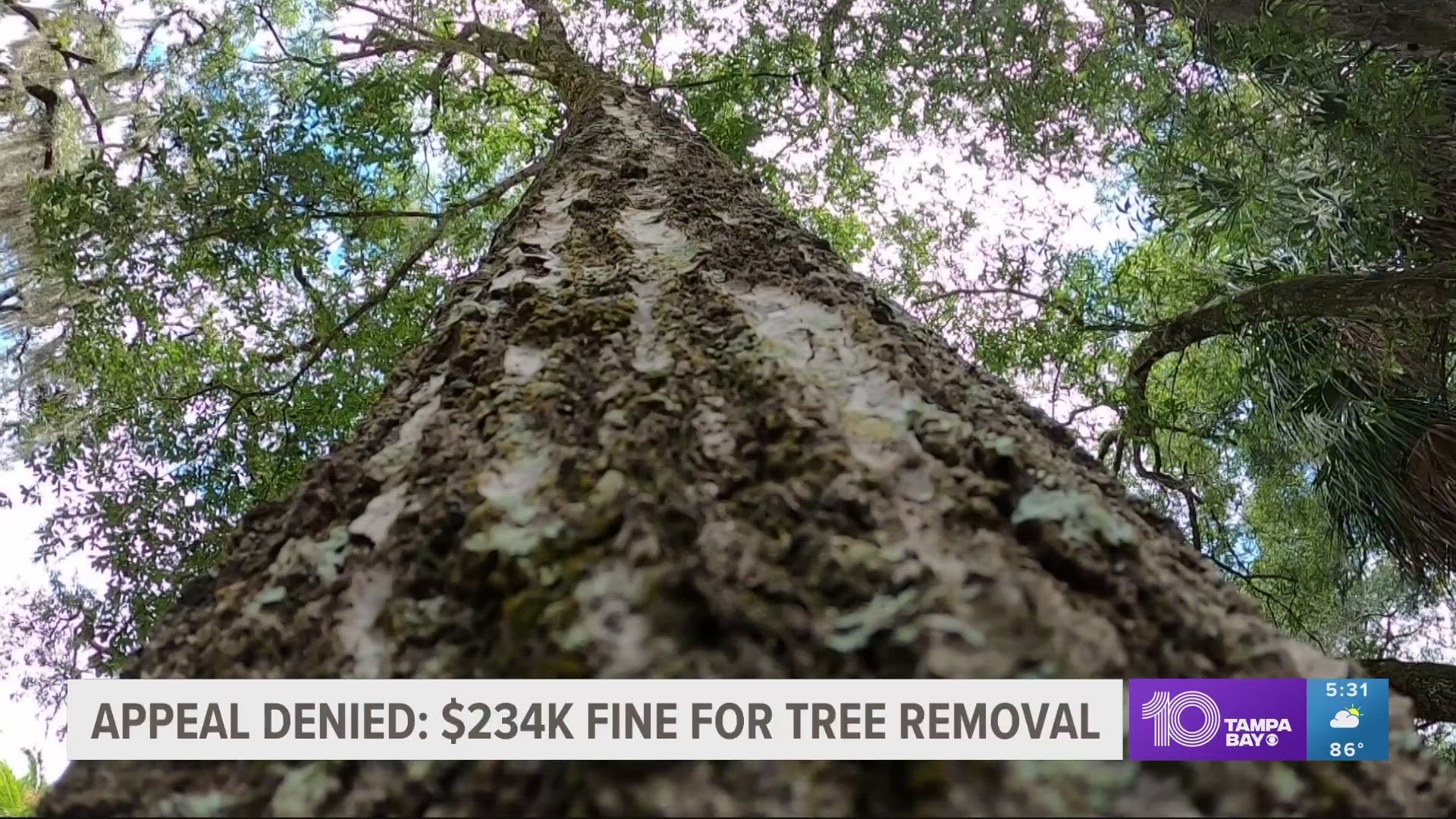 In 2019, Miller & Sons LLC removed trees without a permit. The company was cited by the city.