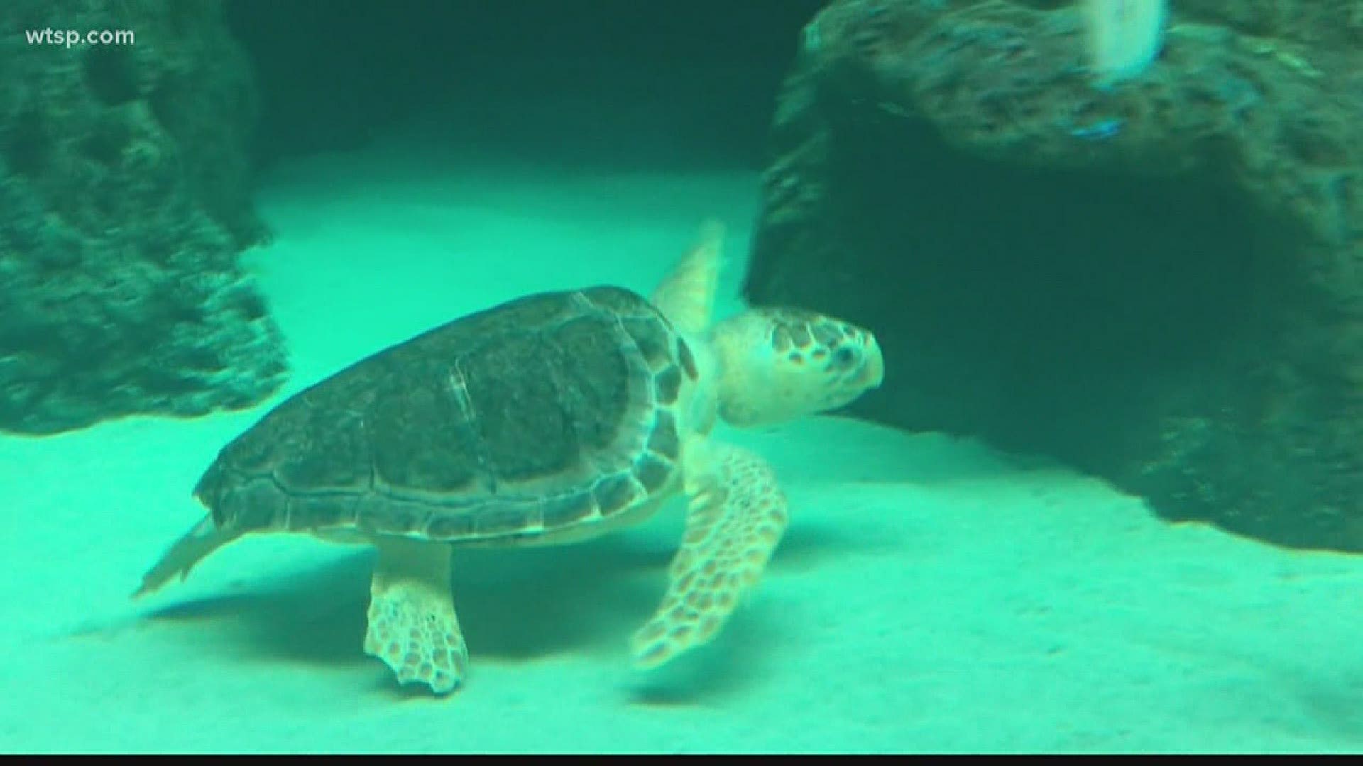 The Florida Aquarium plans to reopen with limited capacity on May 15. ZooTampa expects to open June 1.