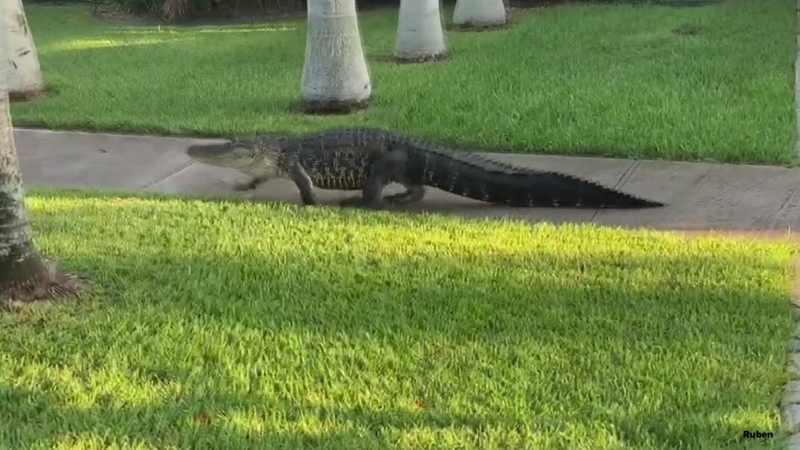 Alligator strolls down Florida sidewalk | wtsp.com