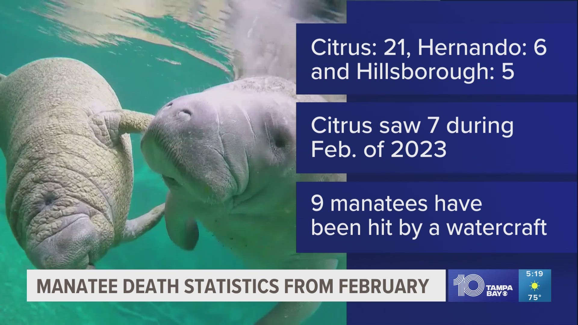 A total number of 21 manatees have died in Citrus County, 6 in Hernando County, and 5 in Hillsborough County; Citrus had three times more deaths this year.