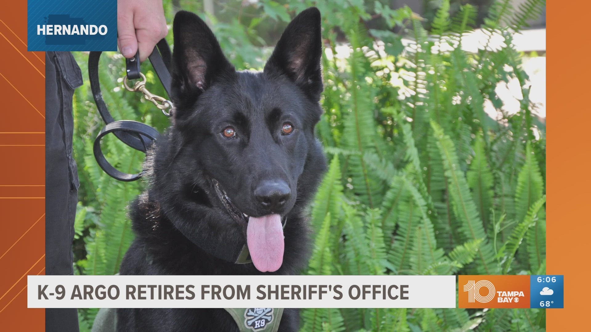 K-9 Argo helped with 84 arrests and found more than 18 kilograms of drugs, according to the sheriff's office