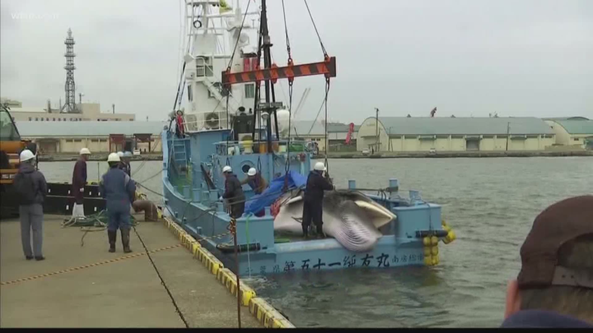 Japanese whalers returned to port Monday with their first catch after resuming commercial whaling for the first time in 31 years, achieving the long-cherished goal of traditionalists that is seen as largely a lost cause amid slowing demand for the meat and changing views on conservation.