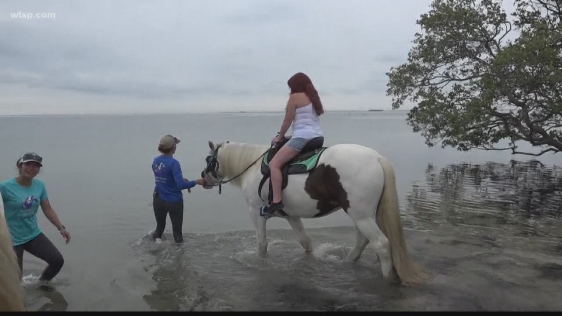 If you drive near the Sunshine Skyway bridge, you can probably spot them: People perched up on horses riding right in the bay.

But some environmentalists argue this popular attraction is becoming a problem they’re hoping to see reigned in because of poop.