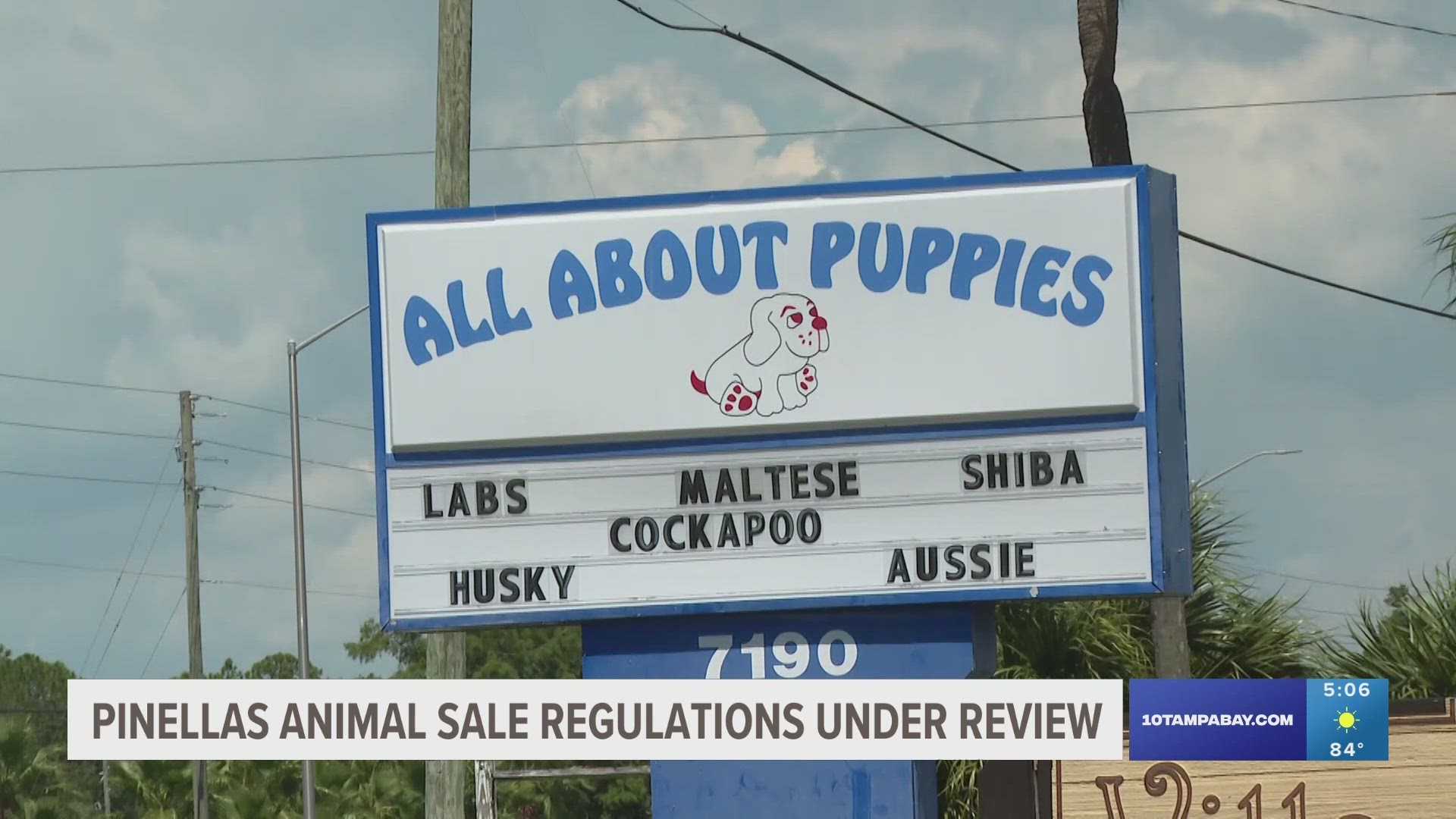 Just six pet stores in the county are still allowed to sell puppies.