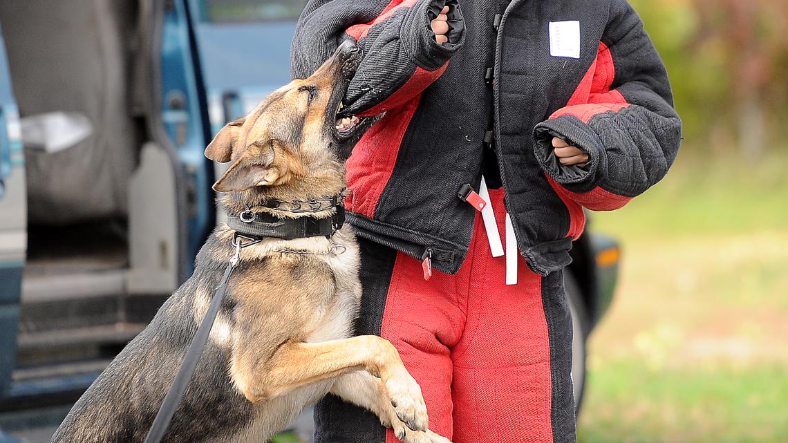 Florida Legislation Aims To Heighten Injured K 9 Protections Wtsp Com