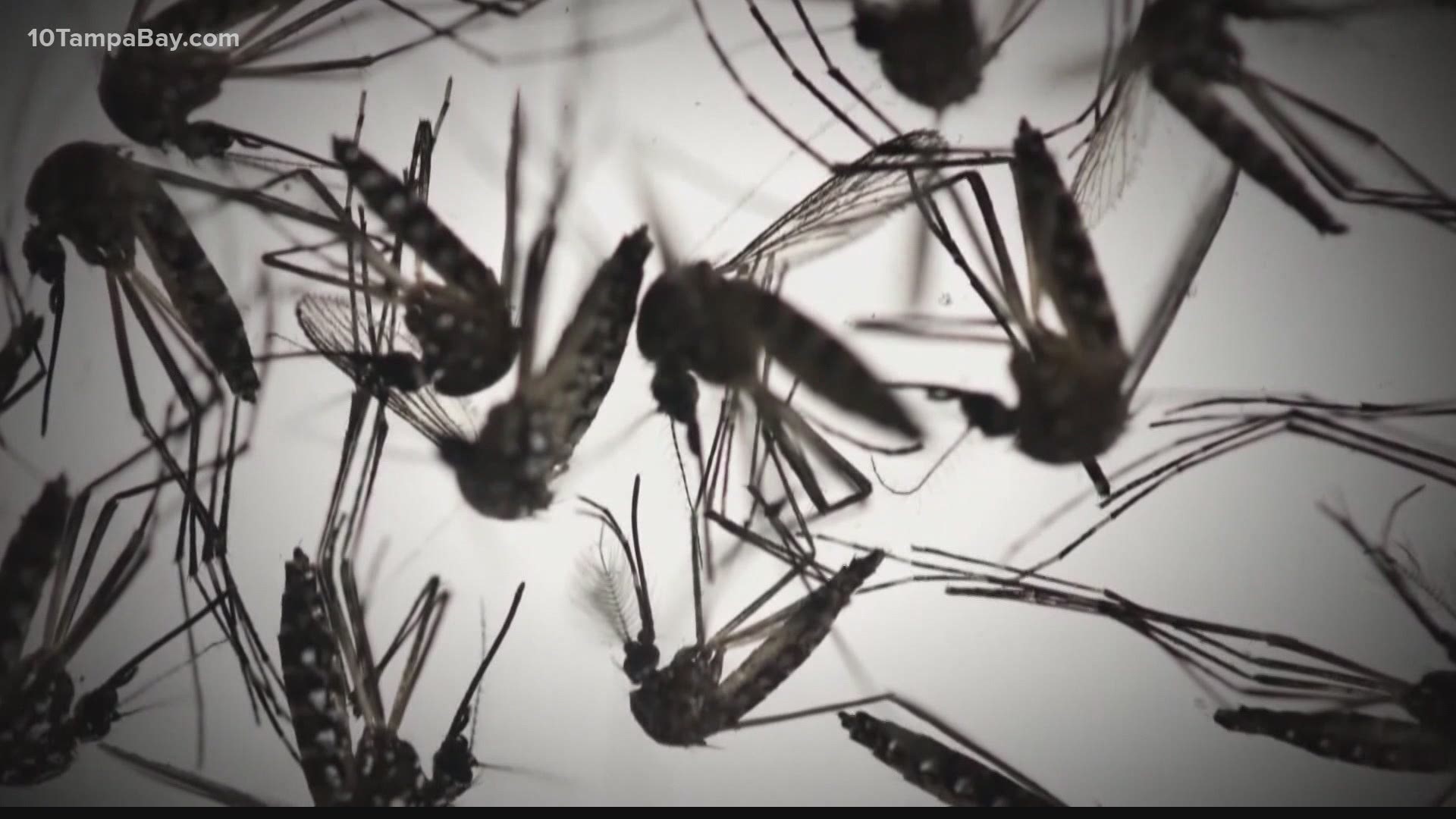 USF is using the latest artificial intelligence to create apps to identify and target the most dangerous species of mosquitoes.