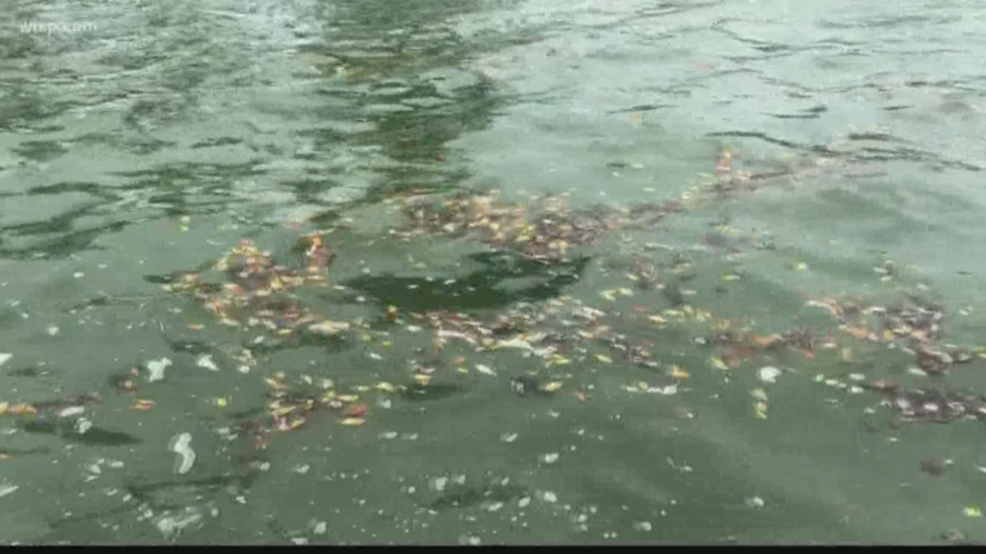 Boaters in Treasure Island have noticed clumps of blue-green algae in canals.

"As far as the blue-green algae, there's a decent amount of it, it will vary from day to day and with tides," Steven Schumacher told 10News.