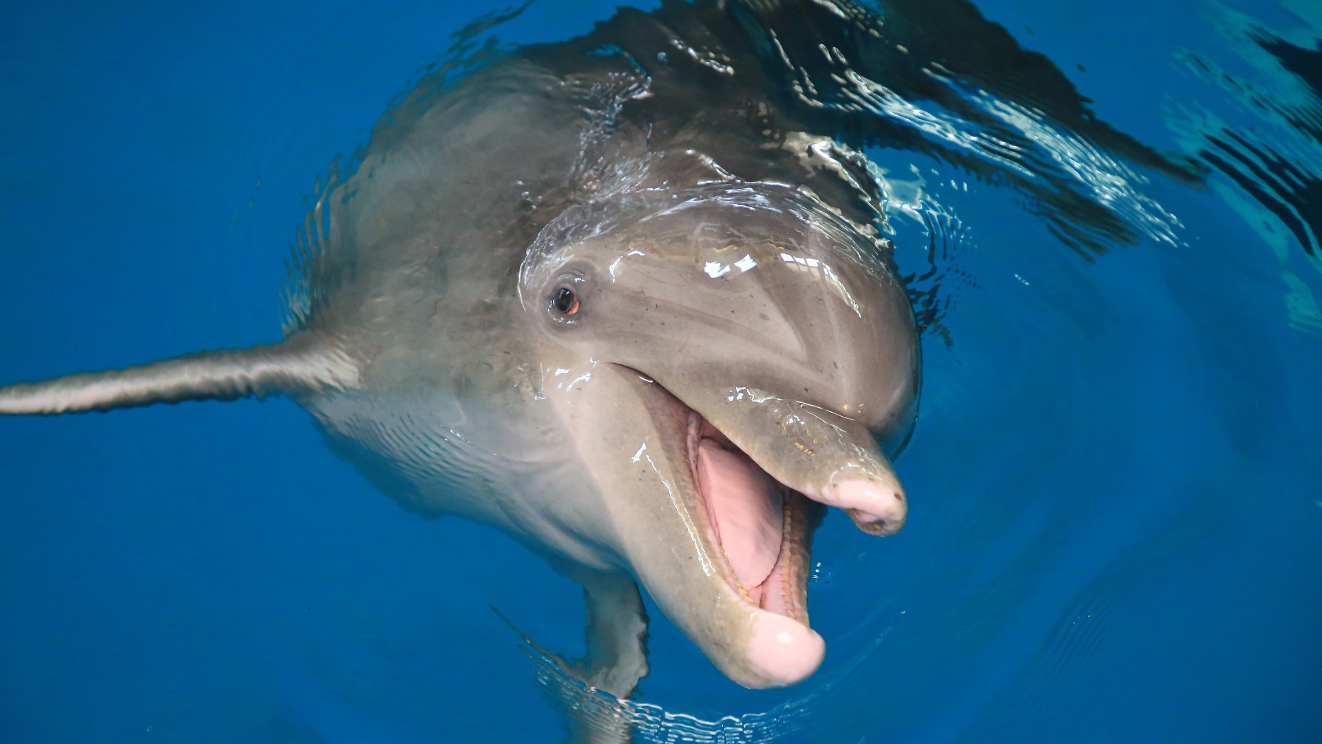 PJ the dolphin celebrates 50th birthday at Clearwater aquarium