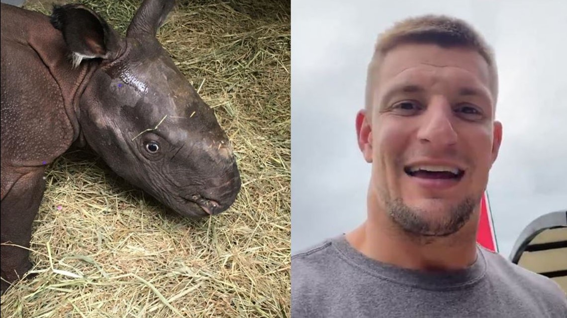 Tampa Bay zoo names baby rhino after ex-Wildcat Rob Gronkowski