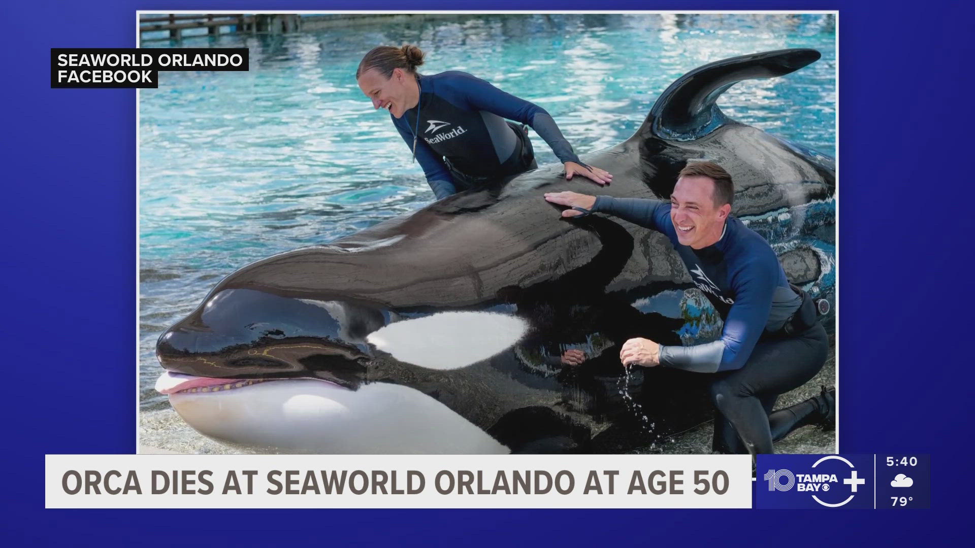Beloved SeaWorld Orlando Killer Whale Katina Dies Wtsp beloved-seaworld-orlando-killer-whale-katina-dies-wtsp