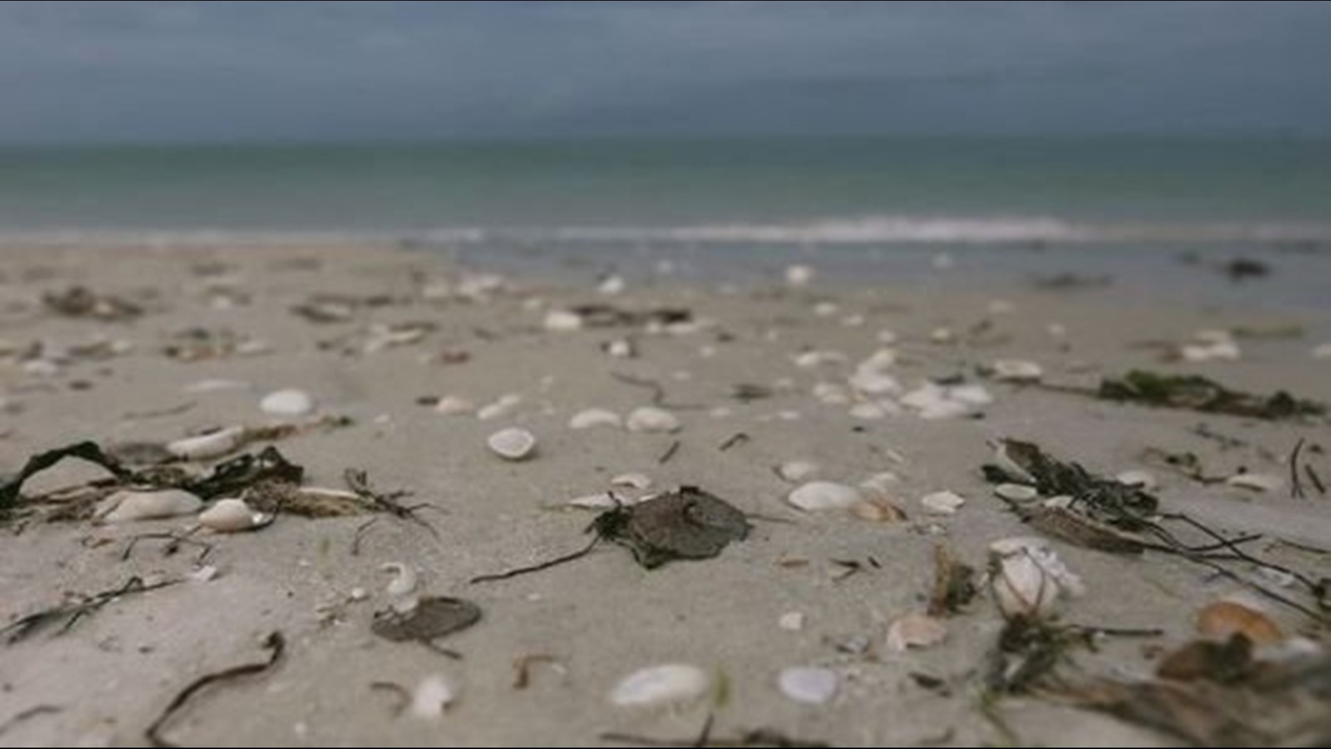 Dead sand dollars on Florida beaches could be result of natural cycle, experts say