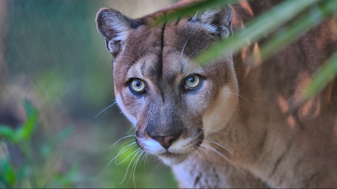 9 Month Old Florida Panther Struck And Killed By Vehicle 