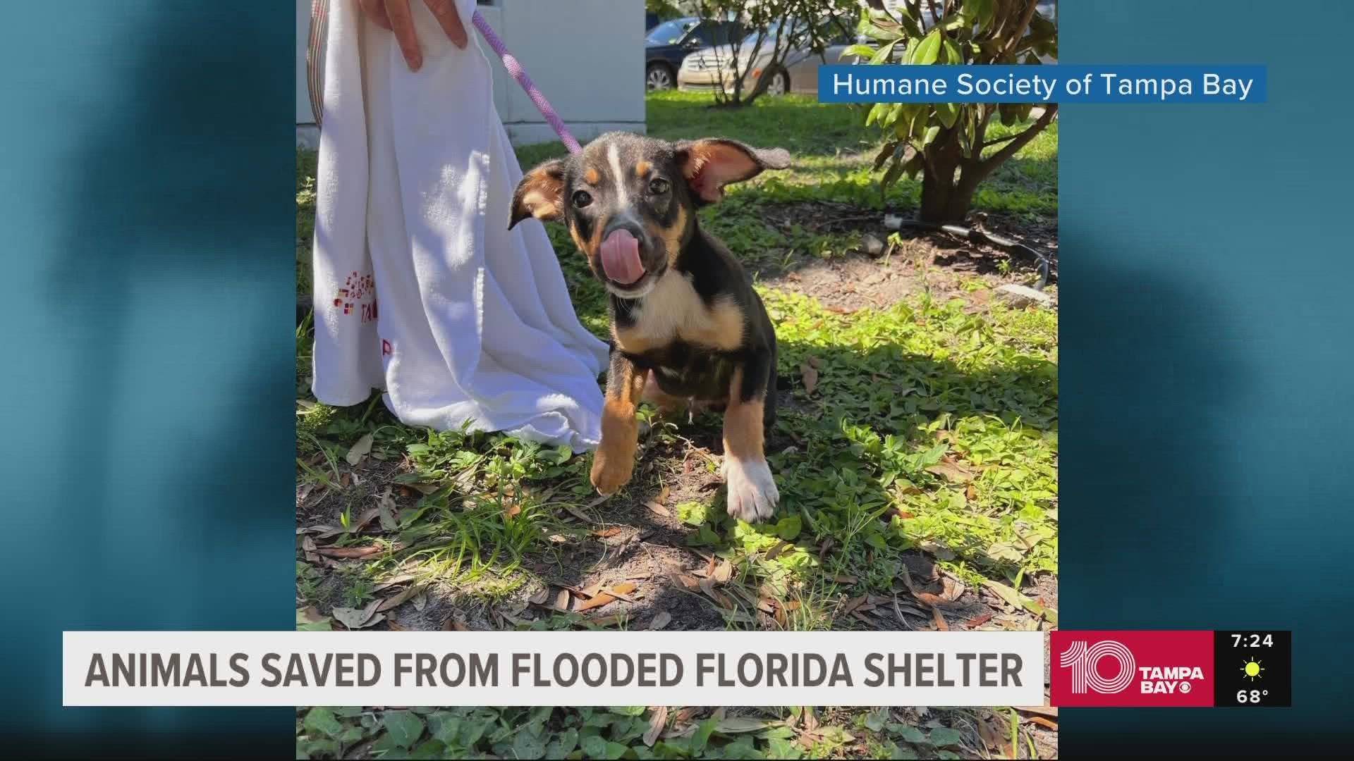 Adorable cats and dogs were saved from their flooded shelter and now are in need of a home.
