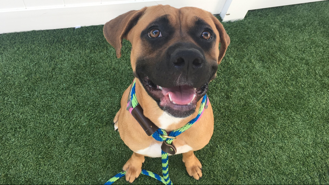 Tampa Bay Humane Society, county's Pet Resource Center are overcroweded