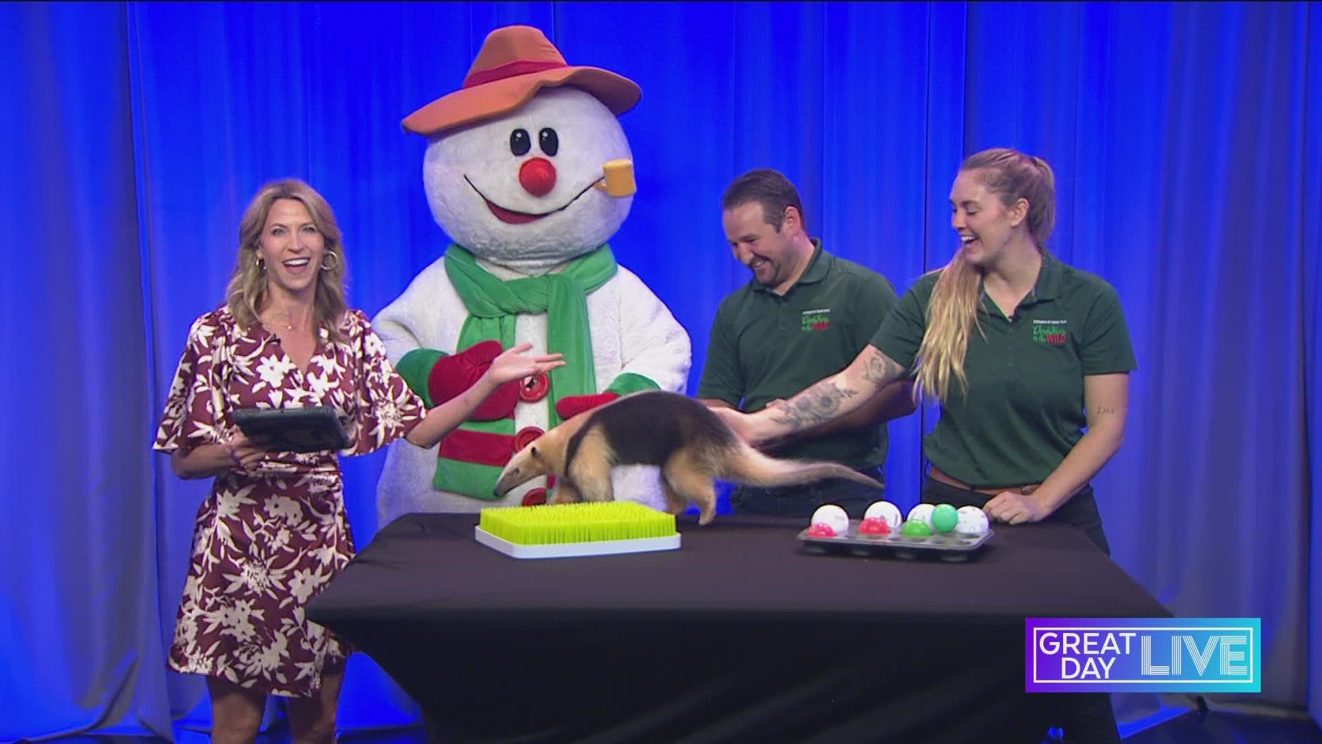 Christmas in the Wild at Zoo Tampa